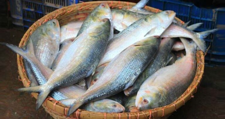 ভারতে ১১ চালানে রফতানি হলো ৫৩৩ টন ইলিশ