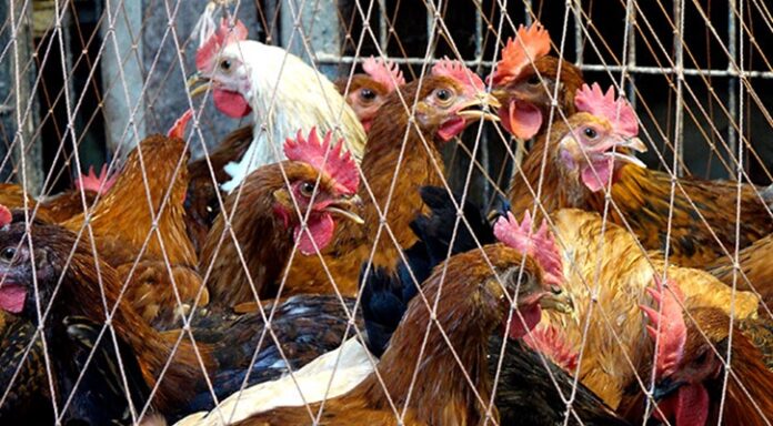 মুরগিতেই খানিক স্বস্তি মুরগিতেই খানিক স্বস্তি