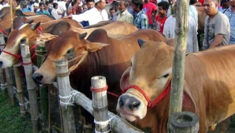 মেরাদিয়ায় এবার বসবে না গরুর হাট’
