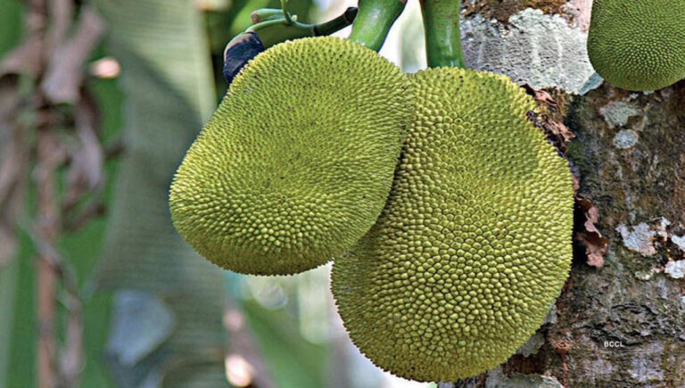 কেন খাবেন কাঁচা কাঁঠাল