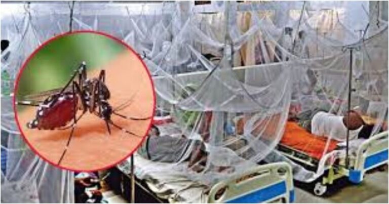 ডেঙ্গু আক্রান্ত হয়ে আরও ৫৩ জন হাসপাতালে