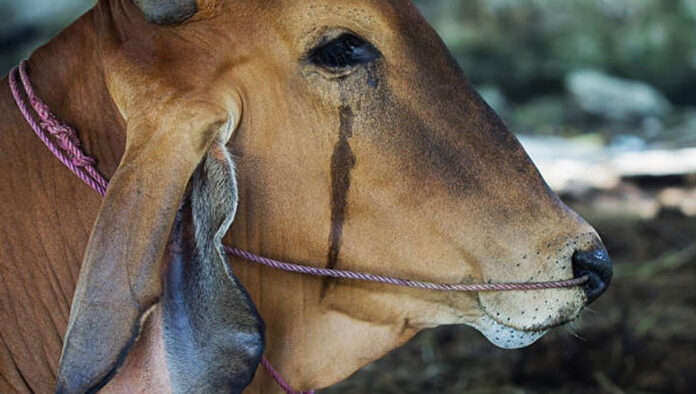 কোরবানির পশুকে কষ্ট দেবেন না