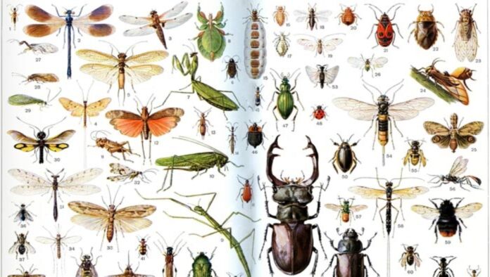 নির্বিচারে কীটনাশক ব্যবহারে বিলুপ্তির মুখে পোকামাকড়