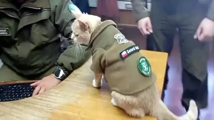 পুলিশের পোশাকে থানায় গুরুদায়িত্বে বিড়াল! পুলিশের পোশাকে থানায় গুরুদায়িত্বে বিড়াল!