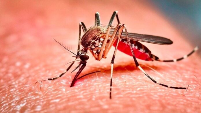 চলতি সপ্তাহে ডেঙ্গুতে ১২ মৃত্যু, হাসপাতালে ২৯২৬