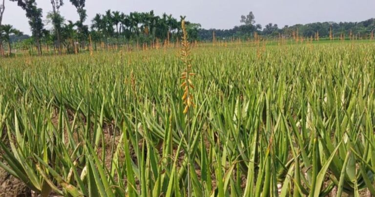 দেড়শ প্রজাতির ভেষজে সমৃদ্ধ নাটোরের ১৫ ‘ঔষুধি গ্রাম’