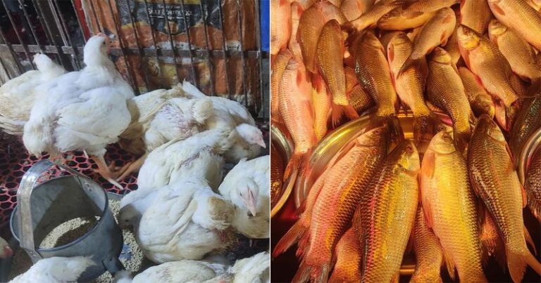 ব্রয়লারের কেজি ১৭০, পাঙাশ ১৮০!