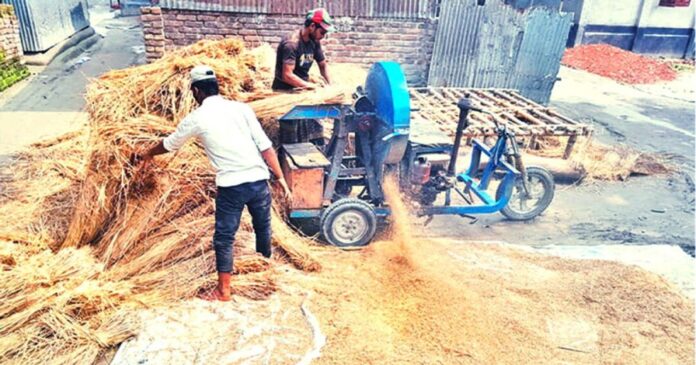 লালমনিরহাটে খড়ের দামে কৃষকের মুখে হাসি, খামারিরা বিপাকে লালমনিরহাটে খড়ের দামে কৃষকের মুখে হাসি, খামারিরা বিপাকে