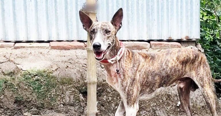 সরাইলের গ্রে-হাউন্ড কুকুর বাণিজ্যিকভাবে উৎপাদন ও বাজারজাত করার উদ্যোগ