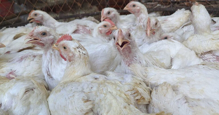 পোলট্রি মুরগির শরীরে বাসা বাঁধছে ‘সুপারবাগ’