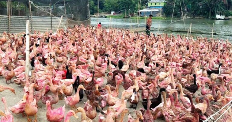 বদলে যাচ্ছে হাওরাঞ্চলের অর্থনীতি