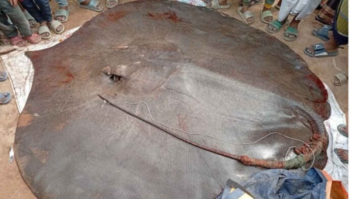 রামগতিতে ধরা পড়ল ২৪০ কেজির শাপলা পাতা মাছ, নিলামে বিক্রি ৭৫ হাজার টাকা