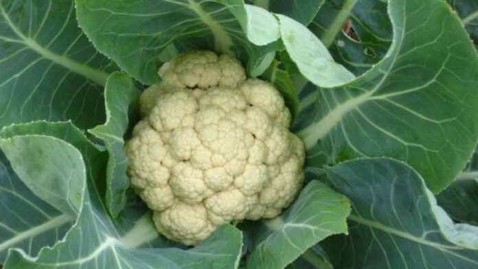 ফুলকপি খাবার আগে দ্বিতীয় বার ভাবুন