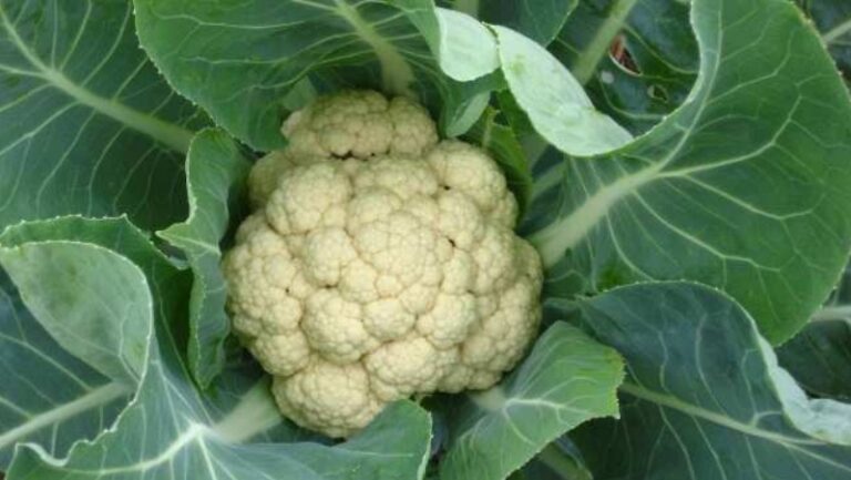 ফুলকপি খাবার আগে দ্বিতীয় বার ভাবুন