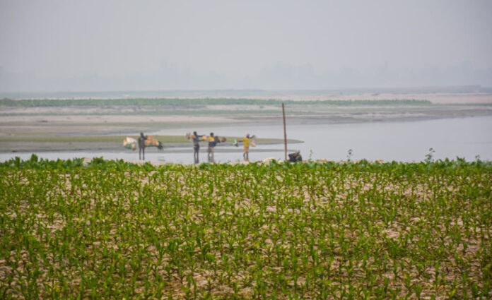 ভাঙনের পর ভরসা, তিস্তার চরে কৃষকের সবুজ সংগ্রাম