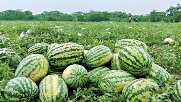 জৈব পদ্ধতিতে তরমুজ চাষ, খরচ কম, স্বাদ বেশি