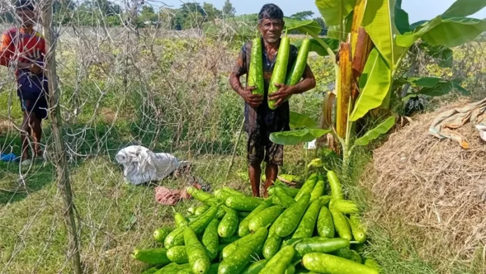 ডুমুরিয়ায় ঘেরের আইলে লাউ চাষাবাদে ঝুঁকছেন চাষি