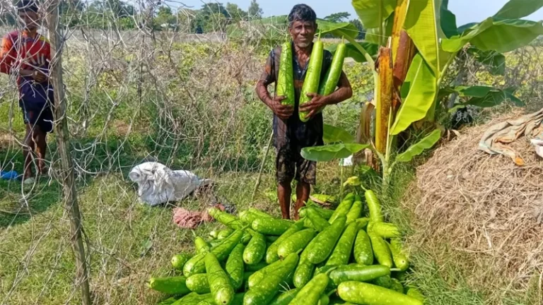 ডুমুরিয়ায় ঘেরের আইলে লাউ চাষাবাদে ঝুঁকছেন চাষি