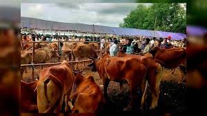 খামারিদের হিসাব মিলছে না