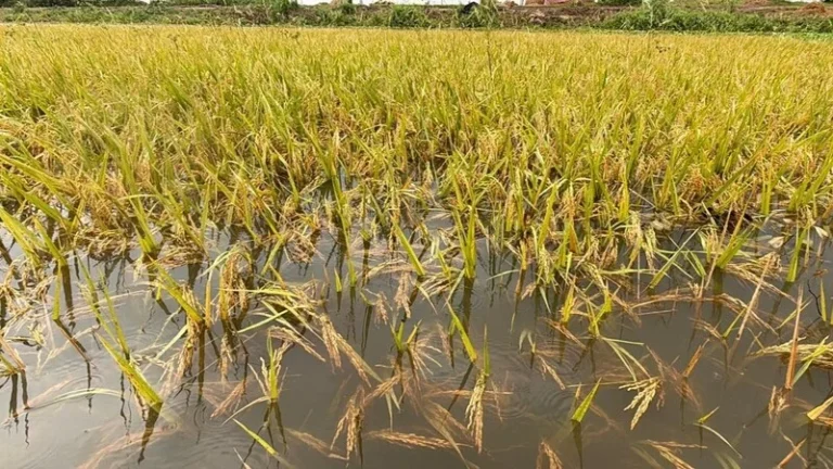 ফসলহানির শোকে অসুস্থ হয়ে কৃষকের মৃত্যু