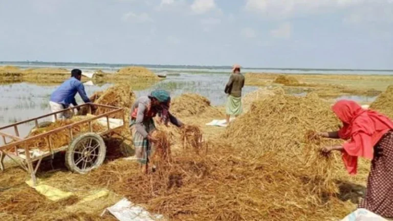 হাওরের ক্ষতিগ্রস্ত কৃষকদের ঋণ দিতে বিশেষ নির্দেশনা