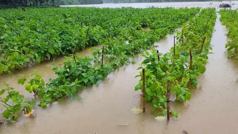 হঠাৎ বন‍্যায় চট্টগ্রামে মৎস্য-কৃষিখাতে শতকোটি টাকা ক্ষতির আশঙ্কা