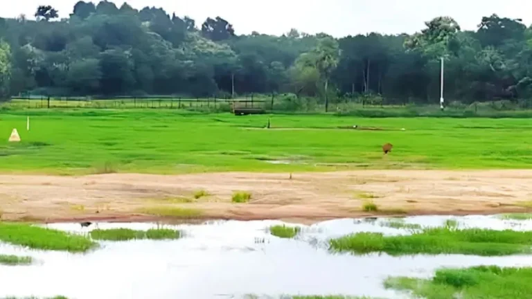 ফেনী সাহেবনগর সীমান্তে ৮ জনকে পুশইনের চেষ্টা প্রতিহত করল বিজিবি