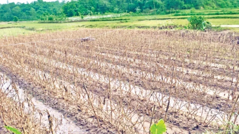 বন্যায় তছনছ চট্টগ্রামের কৃষি, প্রণোদনার অপেক্ষায় কৃষক ১৬ হাজার হেক্টর জমির ফসল নষ্ট হয়েছে