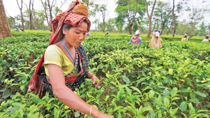 শিল্প নয়, চা হোক কৃষিপণ্য