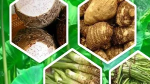 কচু খেলেই গলায় চুলকানি? অস্বস্তি কমাতে কী করবেন
