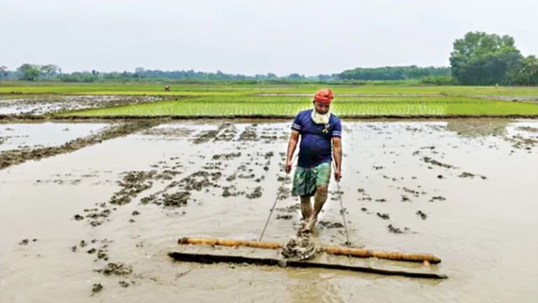 কুমারখালী দোকানে সার সংকট, বাড়তি টাকা দিলে মেলে