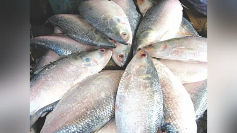 কোন আকৃতির ইলিশ বেশি স্বাদের হয়