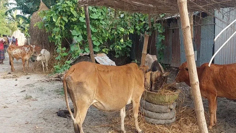 সুন্দরগঞ্জে অ্যানথ্রাক্স আক্রান্তের সংখ্যা বেড়ে ৪১, টিকা সংকট