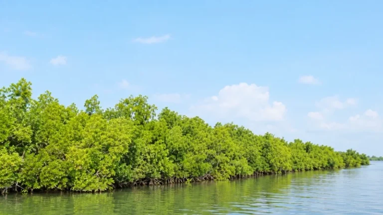 কাঁকড়ায় প্লাস্টিক, মাছে তামা-সিসা সুন্দরবনে পানিতে দূষণ