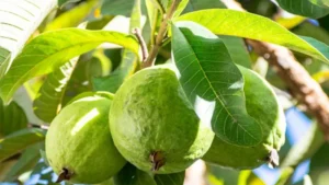 প্রতিদিন পেয়ারা খেলে যেসব উপকার মেলে