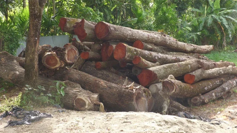 সরকারি ৪০০ গাছ কেটে নিলেন শ্রমিক লীগ নেতার করাতকলে লালমোহনে যুবদল নেতার কাণ্ড